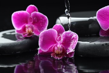 Pouring water onto beautiful orchid flowers and spa stones on dark mirror surface, closeup