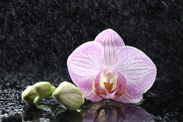 Beautiful orchid flower with water drops and buds on mirror surface against dark background, closeup