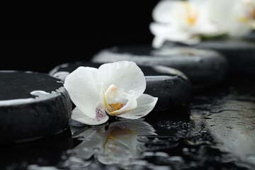 Beautiful orchid flower and pebble stones on black background with water drops, closeup
