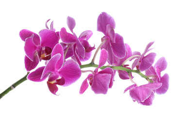 Beautiful orchid flowers with water drops isolated on white