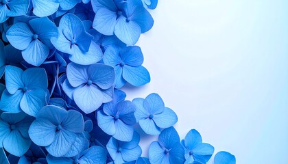 Vibrant blue hydrangea flowers