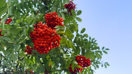 Rowan Berries Against Clear Sky — Autumn Symbol, Inspiration for Packaging, Calendars, Eco Design, and Cultural Projects