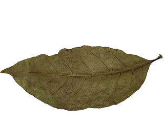 Dry coffee leaf
