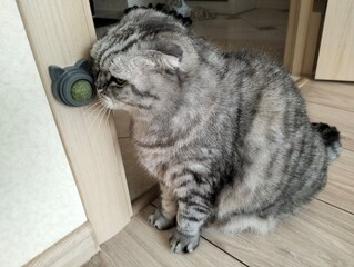 Cute grey Scottish Fold sniffing round catnip toy with playful curiosity at home.