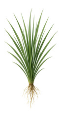 Fototapeta premium Pioneer grass tuft with narrow, linear leaves and delicate root system