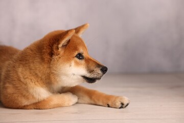 Cute Shiba Inu puppy on floor near grey wall, space for text
