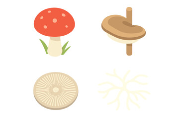 Forest fungi vector icons. Isometric flat design set of mycorrhizae, mushroom cap with gills, bracket fungus, spore print, and mycelium. Mycology illustration.