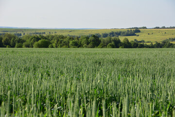 Vast Green Wheat Field with a line of forest in the sunset