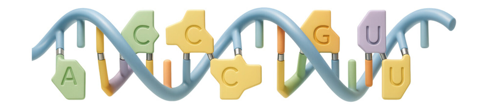 Enhancer RNA transcript with specific nucleotide sequence