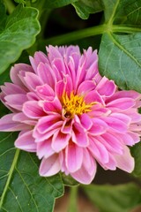 pink dahlia flower closeup