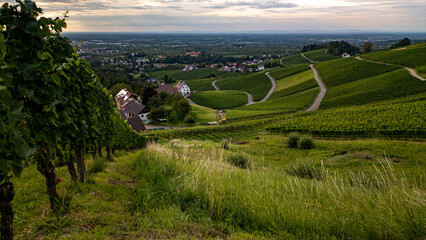 Vineyard in the Black Forest