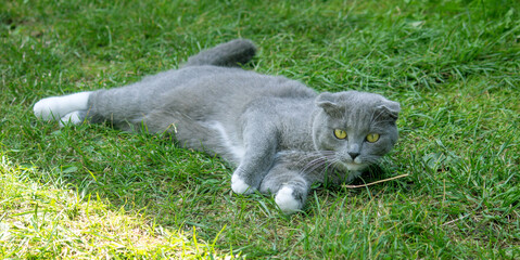 A street stray cat is resting on the grass. In the world of animals