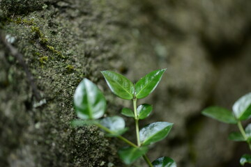 Damnacanthus indicus C.F.Gaertn (Ho-ja-na-mu) young leaves with fresh green color and medicinal potential. Photographed in Korea.