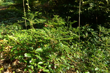 Full view of Damnacanthus indicus C.F.Gaertn (Ho-ja-na-mu) in its natural environment, valued for ornamental beauty and traditional medicinal uses. Photographed in Korea.