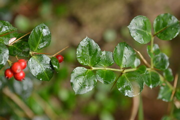 Close-up of ripe red Damnacanthus indicus C.F.Gaertn (Ho-ja-na-mu) fruit clusters, valued for ornamental beauty and traditional antioxidant benefits. Photographed in Korea.