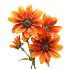 Fototapeta premium Orange flowers bouquet, studio shot, dark background, floral arrangement, website design