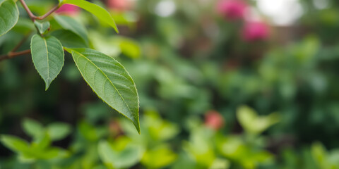 Closeup of beautiful nature view green leaf on blurred greenery background in garden with copy space using as background cover page concept
