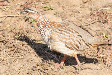 Camouflaged Crested Francolin  (Dendroperdix sephaena) -  (Ortygornis sephaena) walking in arid savannah, Limpopo, South Africa, cryptic colouring, camouflage
