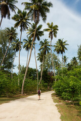 Seychelles jungles nature palms