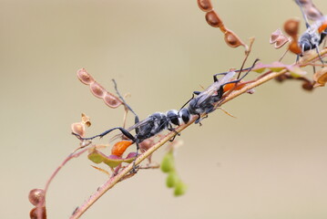 Close-up of two black wasps on a plant stem, showing detailed texture and interaction, captured in natural outdoor setting with soft background.