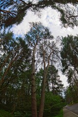  Lake Narach, Belarus, July 16, 2025. Crowns of pine trees against the sky.                              