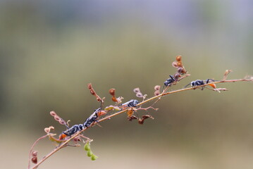 Close-up of two black wasps on a plant stem, showing detailed texture and interaction, captured in natural outdoor setting with soft background.