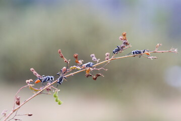 Close-up of two black wasps on a plant stem, showing detailed texture and interaction, captured in natural outdoor setting with soft background.