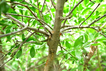 Viscum articulatum Burm.f. (Ggo-ri-gyeo-u-sal-i) bark texture with traditional medicinal uses for circulation and detox. Photographed in Korea.