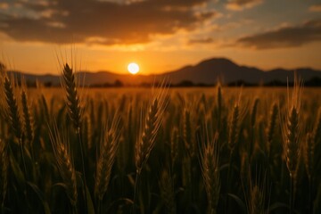 Wheat Fields Under a Sunset Sky