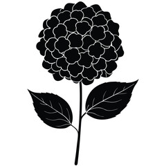 Florist element isolated hydrangea stem on white background 