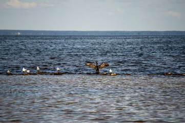 The spring landscapes on the Kiev Sea showcase blooming nature, calm waters, and a refreshing...