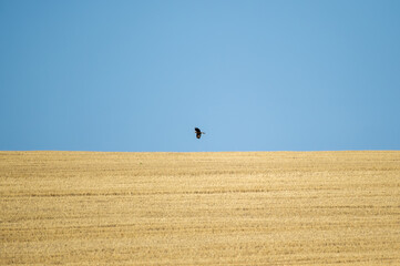 A single montagu's harrier bird soars above a vast golden stubble field beneath a clear blue sky,...