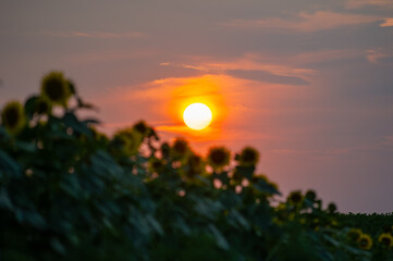 A glowing sunset fills the sky with warm hues as a softly blurred field of sunflowers stretches...