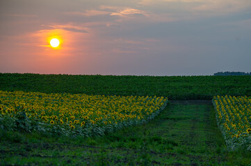 golden sunset bathes a sunflower field in warm light, with a central path leading through rows of...
