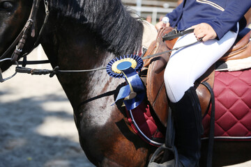 Head shot closeup of a beautiful award winner racehorse. Purebred show jumper horse canter on the...