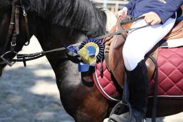 Head shot closeup of a beautiful award winner racehorse. Purebred show jumper horse canter on the...