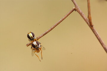 Close-up macro shot of two mating hoverflies perched on a dry twig, showcasing vivid yellow-black...