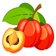 vector illustration of an ackee fruit