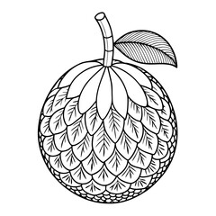 vector illustration of fruit line art