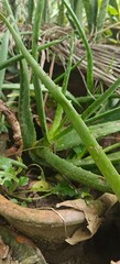 Close up shot of Aloe vera in the garden.