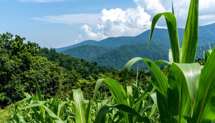 Lush cornfield, mountain range, blue sky
