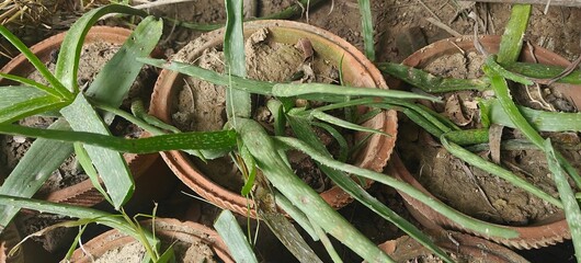 Close up shot of Aloe vera in the garden.
