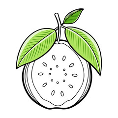 guava-fruit-line-art-on-white-background