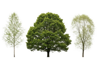 Obraz premium Three distinct trees with lush green foliage against a black background