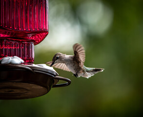 hummingbird