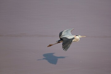 Great blue heron flying