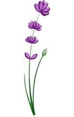 violet flower isolated on white background