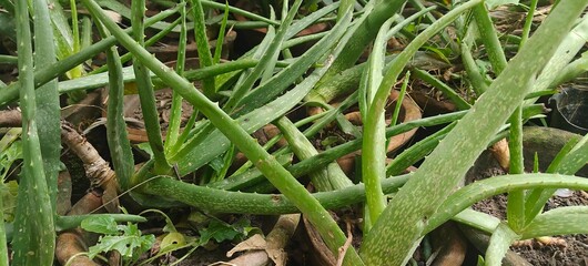 Close up shot of Aloe vera in the garden