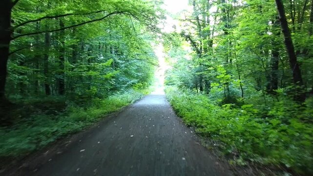 Forest Path to Bright Clearing