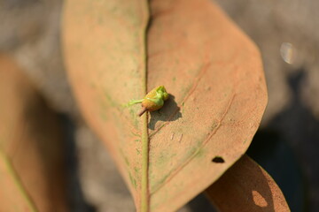 Taxillus yadoriki (Siebold ex Maxim.) Danser (Cham-na-mu-gyeo-u-sal-i) close-up detail of this medicinal plant used for detox and immune health. Photographed in Korea.